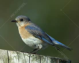 Eastern Bluebird Female