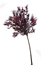 Isolated Tree