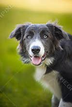 Happy dog border collie