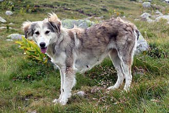Mountain dog