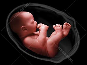 Human embryo
