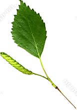 Birch Leaf