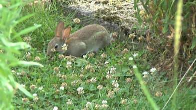 Video of a rabbit feeding on grass and clover in a clover patch
