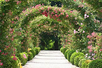 Rose Garden Landscape