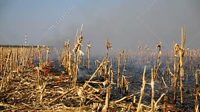 Corn Field on Fire