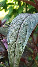 Decorative leaf plants that are photographed in the yard of the house d