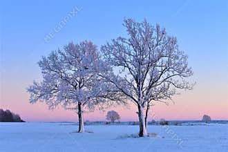Snowy trees on a field in North Europe.