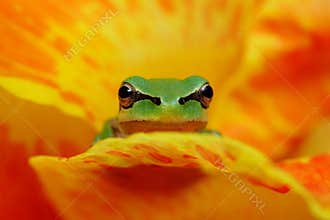 Hyla frog in yelow and orange flower contrast