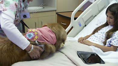 Young Girl Being Visited In Hospital By Therapy Dog