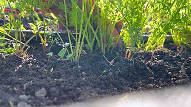 Close up of farmer man hands worker picking pulling out little young fresh carrots
