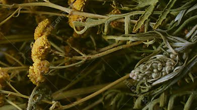Dried tansy and mountain everlasting flowers close up