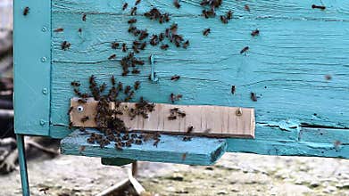 Video of bee hive