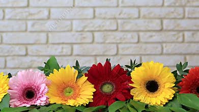 Gerbera against a brick wall.