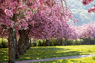 Set of trees in a park with large bunches of pale pink sakura flowers.