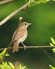 A close-up image of song thrush (Turdus philomelos) perching on a branch