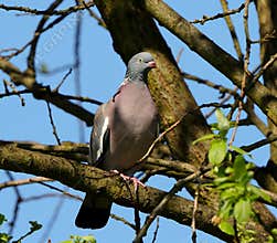 A beautiful wood pigeon (Columba palumbus) perching on a tree on sunny day