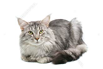 Maine coon cat