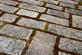 Moss paving