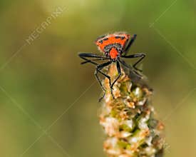 Front View of A Small Red Bug Resting an a Dry Flower in Mid-Summer