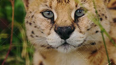 Closeup portrait of a serval with intense green eyes and spotted fur, gazing directly at the camera while resting in