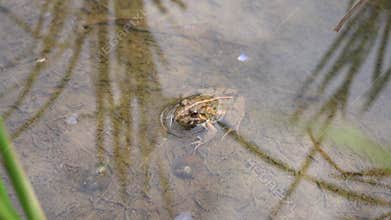 Rice field frog looking at the camera