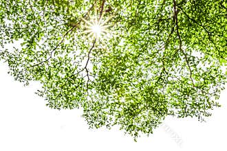 Ivory coast almond branch with sunray