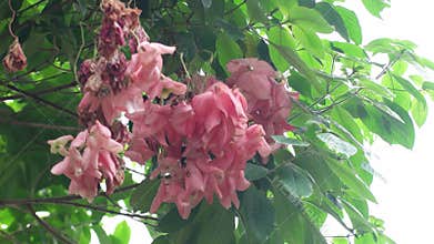 close up of pink flowers blowing in the wind