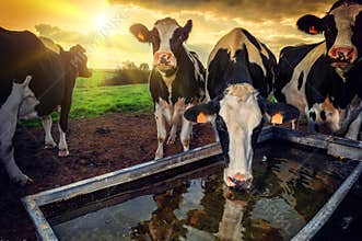 Herd of young calves drinking water