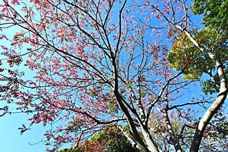 Japan wax tree autumn leaves. Anacardiaceae Dioecious deciduous tree.