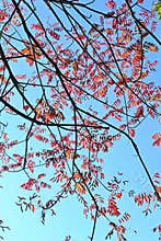 Japan wax tree autumn leaves. Anacardiaceae Dioecious deciduous tree.