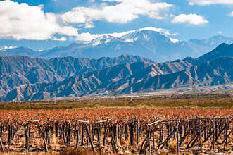 Volcano Aconcagua and Vineyard, Argentine province of Mendoza