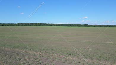 The expansive sunflower field stretches toward the horizon, filled with vibrant yellow blooms. A bright blue sky