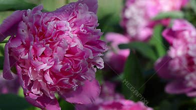 Peony flower bloom dew