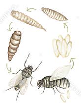 watercolor hand drawn fly life cycle illustration poster, children educational clipart, graphic insect life growth print