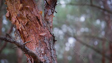 Still Life Of Autumn Forest