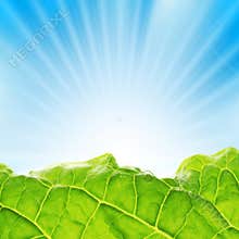 Leaf landscape rays of sun