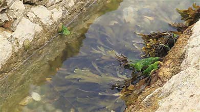 Seaweed on Dorset coast