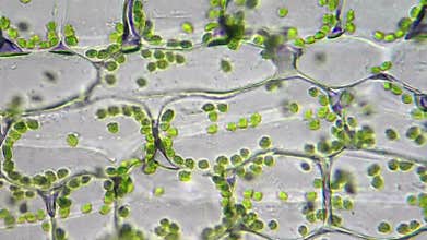 Chloroplasts in cells
