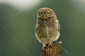 Juvenile Little Owl (Athene noctua)