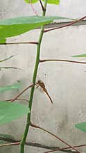Golden dragon fly on a cassava stem