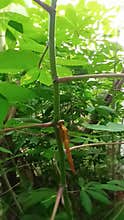 Golden dragon fly on a cassava stem