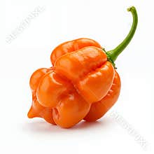 Vibrant Orange Scotch Bonnet Pepper on White Background