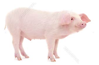 Pig on white