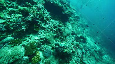 Colorful fishes swim above rocky bottom searching for food