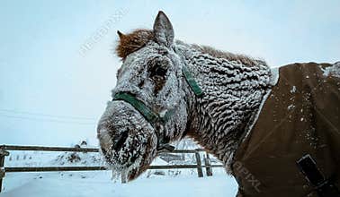 Frost Guardian: Ancient Pony Stands Firm Against the Snow Siege.