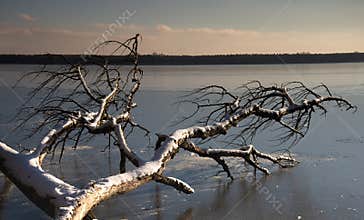 Winter scenery at the Mueggelsee in Berlin, Germany. Frozen lake, snow and bare tree