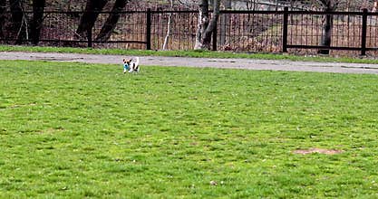 jack russell terrier waiting for the command fetch with a blue ball on a walk.