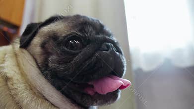 Sick Pug Dog at living room breathing hard closing and opening mouth on hot sunny day closeup