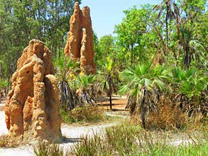 Termite Mounds