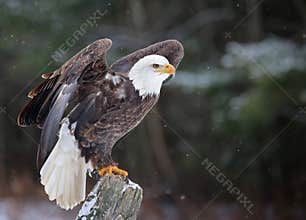 Posed Bald Eagle